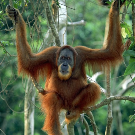 hi_res_orangutan.393790.jpg.393797.jpg